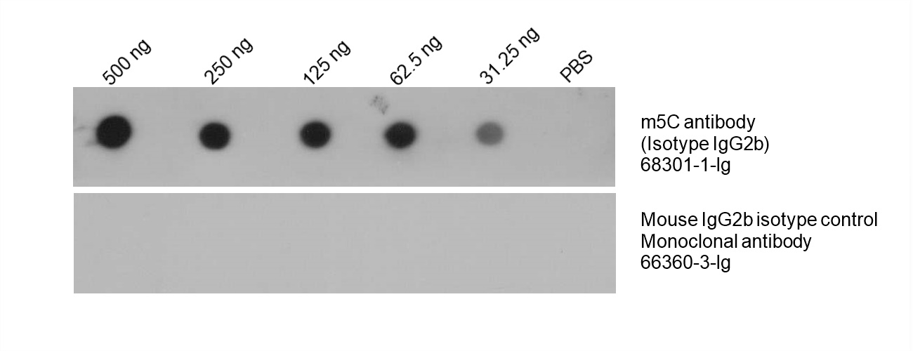 Dot Blot experiment of HeLa using 68301-1-Ig